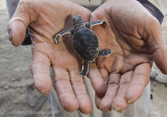 turtle_hatchery_at_Tiomans_base_camp_of_the_expedition_d