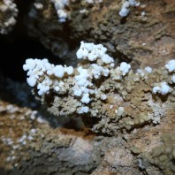 Kryształy aragonitu, Jaskinia Sezonowana - fot. Michał Ciszewski